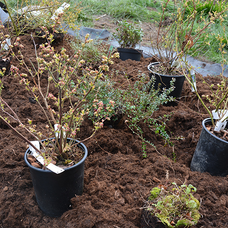 Blåbærbusk fra Naturplanteskolen