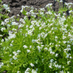 Spiselige planter og blomster