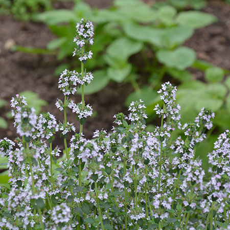 Citrontimian fra Naturplanteskolen