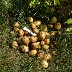 Kartofler af egen høst fra Naturplanteskolen