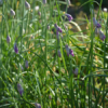 Lilla nikkende allium - Naturplanteskolen