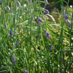 Lilla nikkende allium - Naturplanteskolen