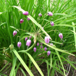 Allium macranthym - Naturplanteskolen