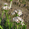 Allium plummerae - Naturplanteskolen