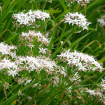 Allium plummerae - Naturplanteskolen