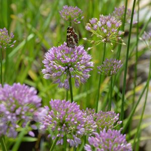 Allium, Kamløg 'Summer Beauty'