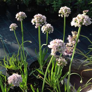 Allium, Kamløg 'Suger Melt'