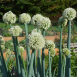 Allium, Gigant-pibeløg