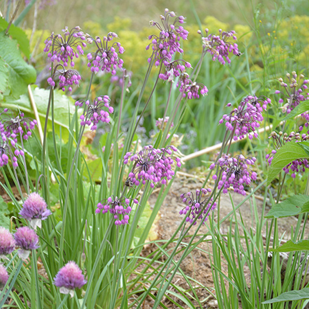 Allium, Prærieløg 'Purple King'