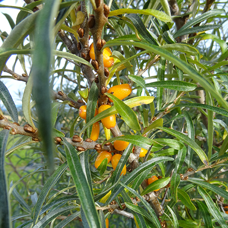 Havtorn 'Frugana' fra Naturplanteskolen