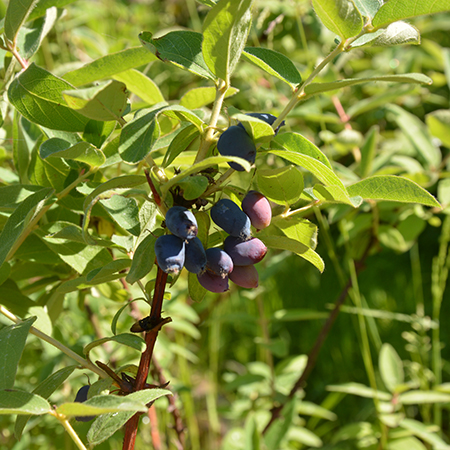 Honningbær fra Naturplanteskolen