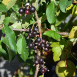 Jostabær fra Natuplanteskolen