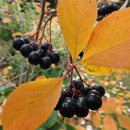 Aronia/Surbær fra Naturplanteskolen