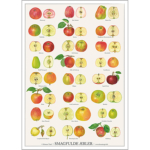 Plakat med smagfulde æbler fra Koustrup.