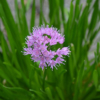 Allium hybrid ‘Millineum'