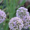 Allium nutans ‘Esmee'