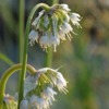 Allium cernuum ‘White Master’