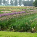 allium angulosum 'Sara'