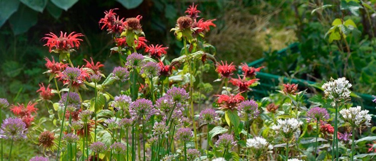 Bed på Naturplanteskolen