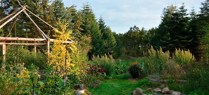 Skovhave på Naturplanteskolen