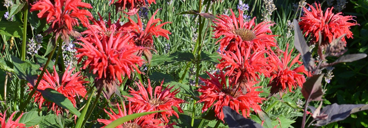 Hestemynte på Naturplanteskolen