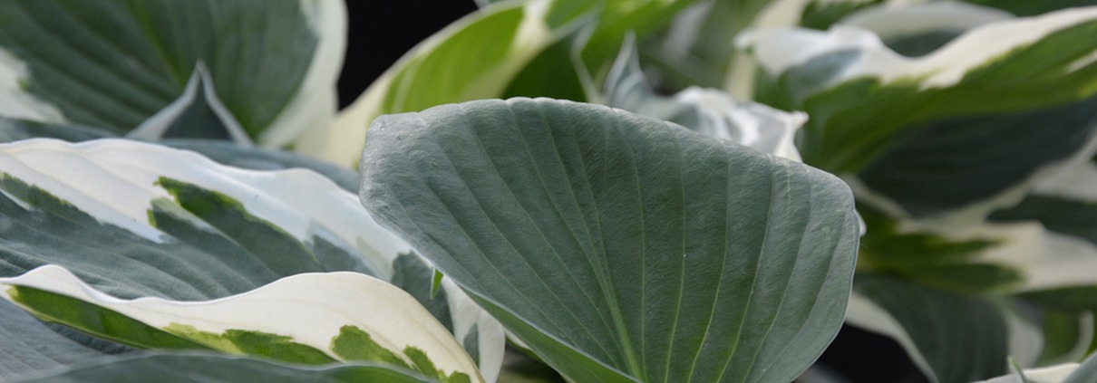 Hosta på Naturplanteskolen