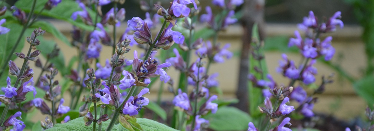 Salvie på Naturplanteskolen