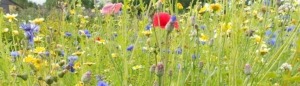 Frøblandinger fra Naturplanteskolen