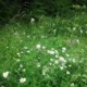 Vildengfrøblanding uden græs fra Naturplanteskolen