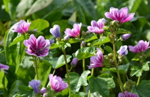 Katost 'Zebrina'