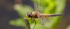 Biodiversitetsdage på NPS