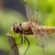 Biodiversitetsdage på NPS