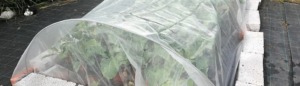 Insektenet på Naturplanteskolen
