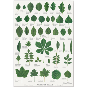 Plakat - Træernes blade (A2)
