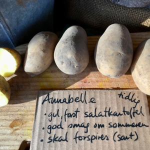 Læggekartoffel Annabelle