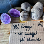 Læggekartoffel Blå Kongo