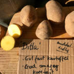 Læggekartoffel Ditta