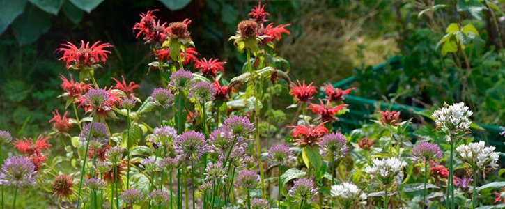 Biodiveristetsdage på Naturplanteskolen