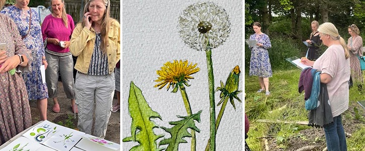 Lær at tegne på Naturplanteskolen