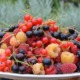 Frugt- og bærweekend på Naturplanteskolen