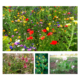 Frøblanding - Økologisk bi- og insektvenlige blomster