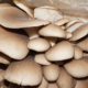 Dyrk svampe indendørs - et kursus på Naturplanteskolen