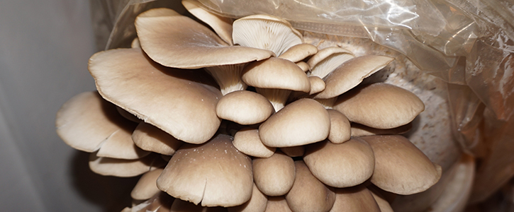 Dyrk svampe indendørs - et kursus på Naturplanteskolen