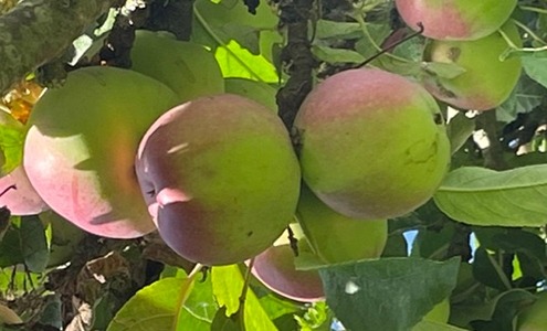 Æbler på Naturplanteskolen