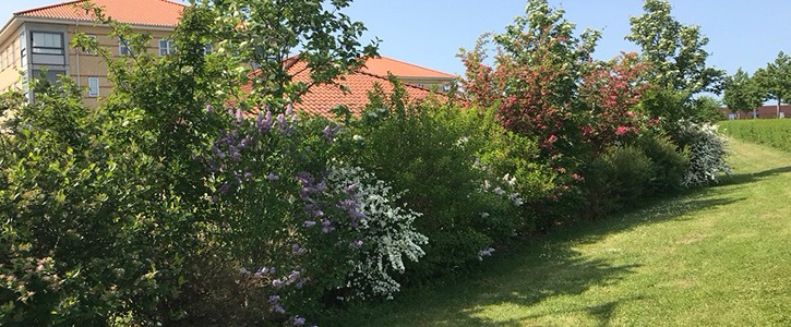 Lær at designe din egne naturhæk på Naturplanteskolen.