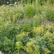 Den vilde have - et kursus på Naturplanteskolen