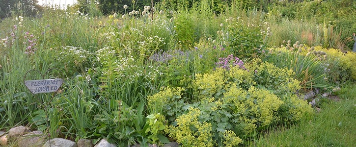 Den vilde have - et kursus på Naturplanteskolen