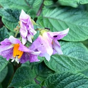 Gravefri kartoffel i blomst på Naturplanteskolen.