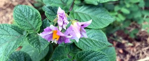 Gravefri kartoffel i blomst på Naturplanteskolen.