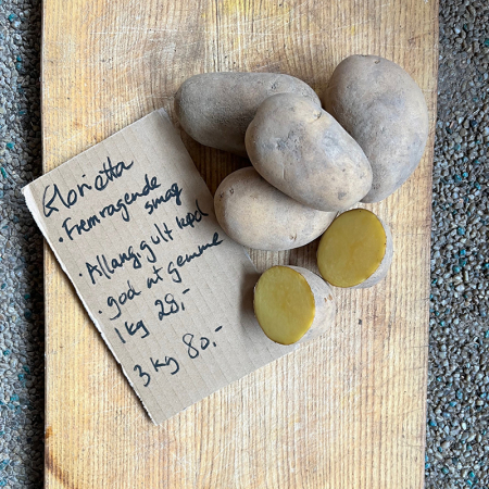 Læggekartoffel Glorietta kan købes på Naturplanteskolen